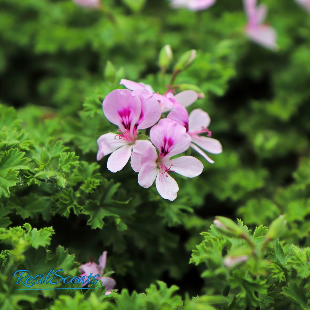 Citronella