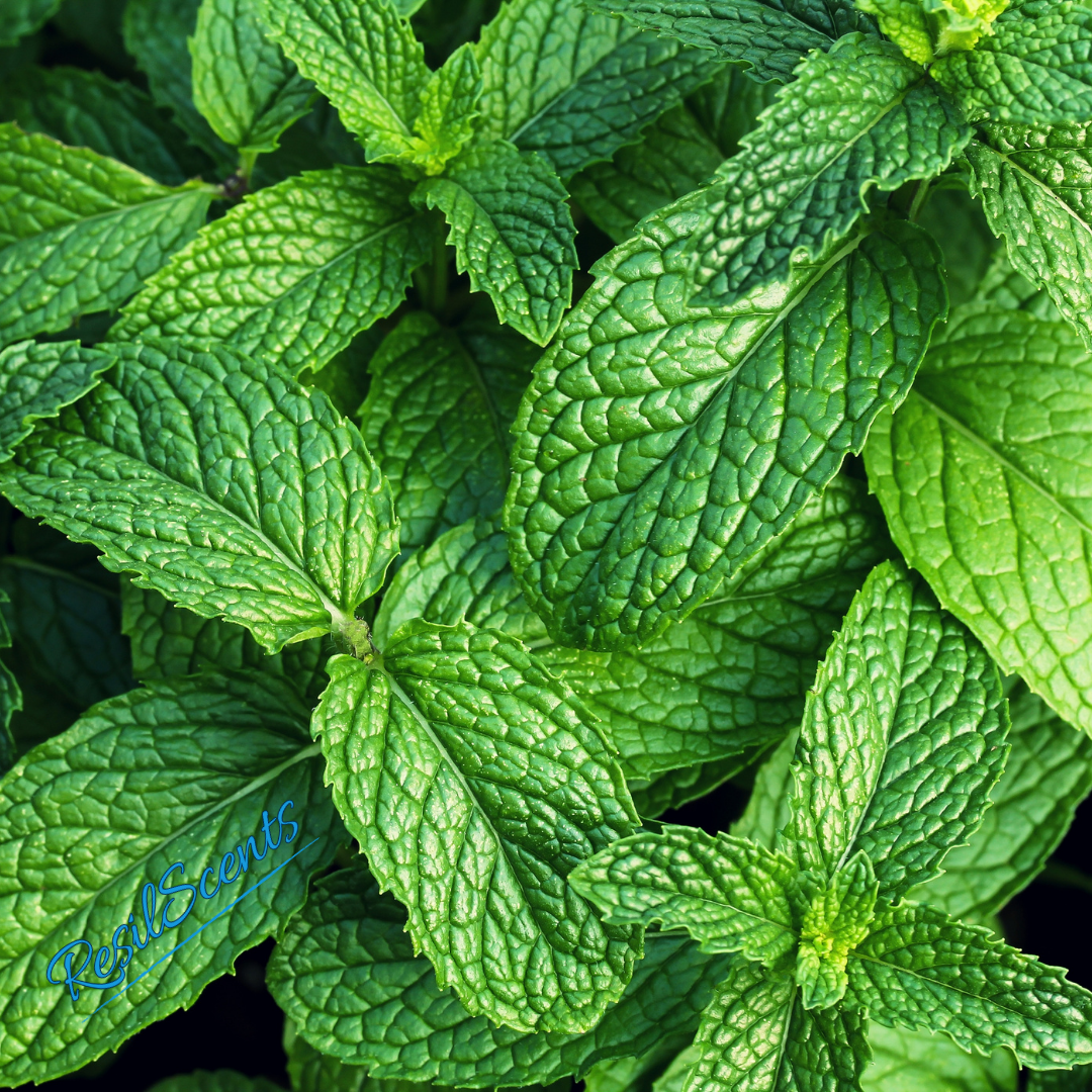 Mint Breeze